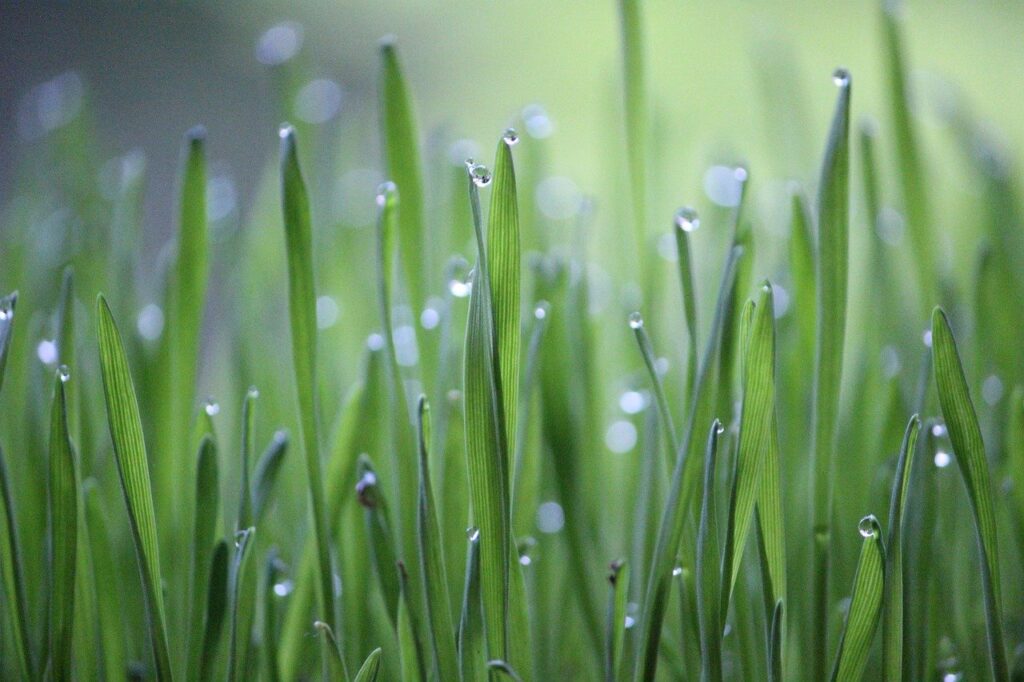 wheat grass, grass, green