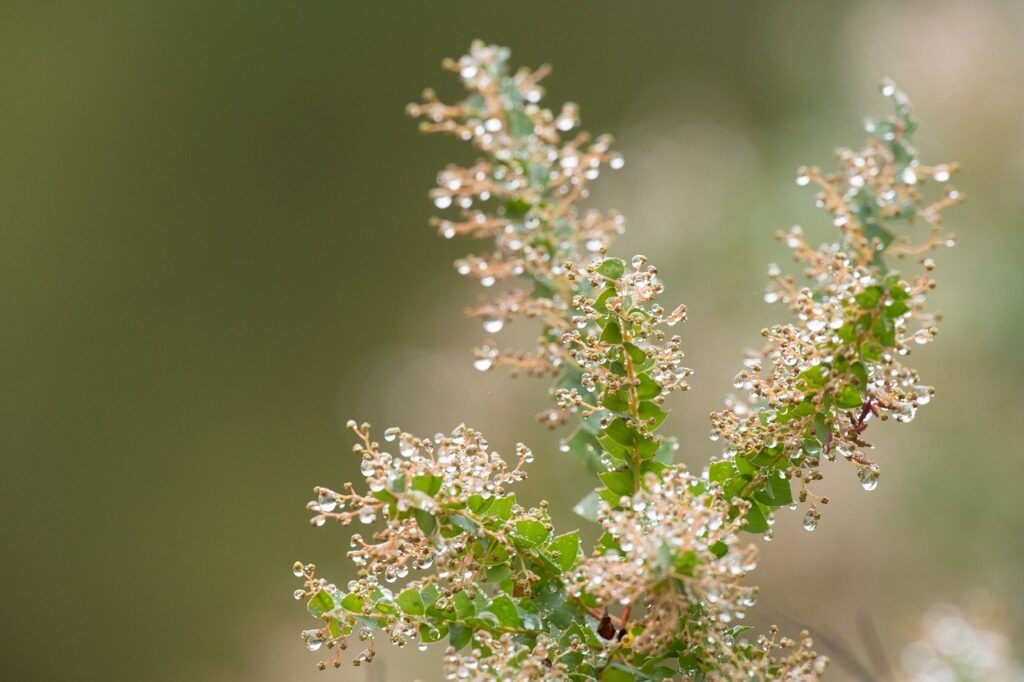 acacia, buds, dew