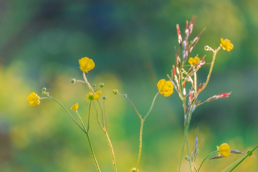 buttercup, flowers, plants