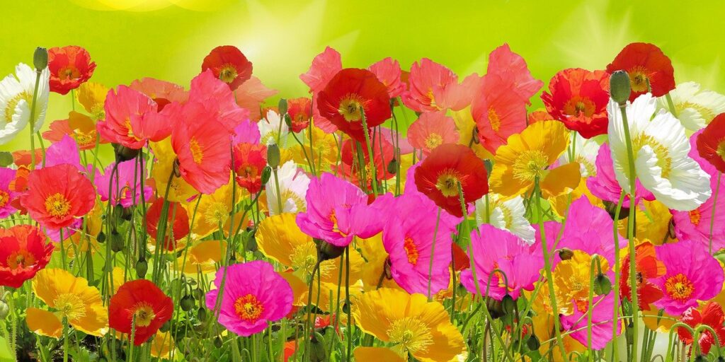 poppies, flowers, garden