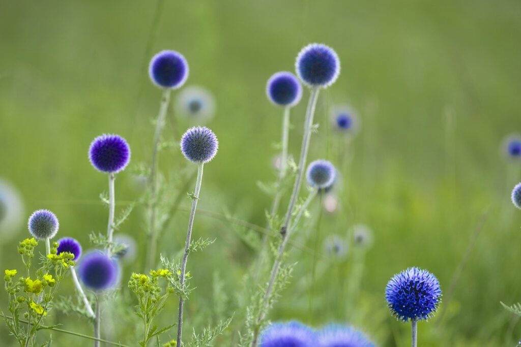 southern globethistle, flowers, plants