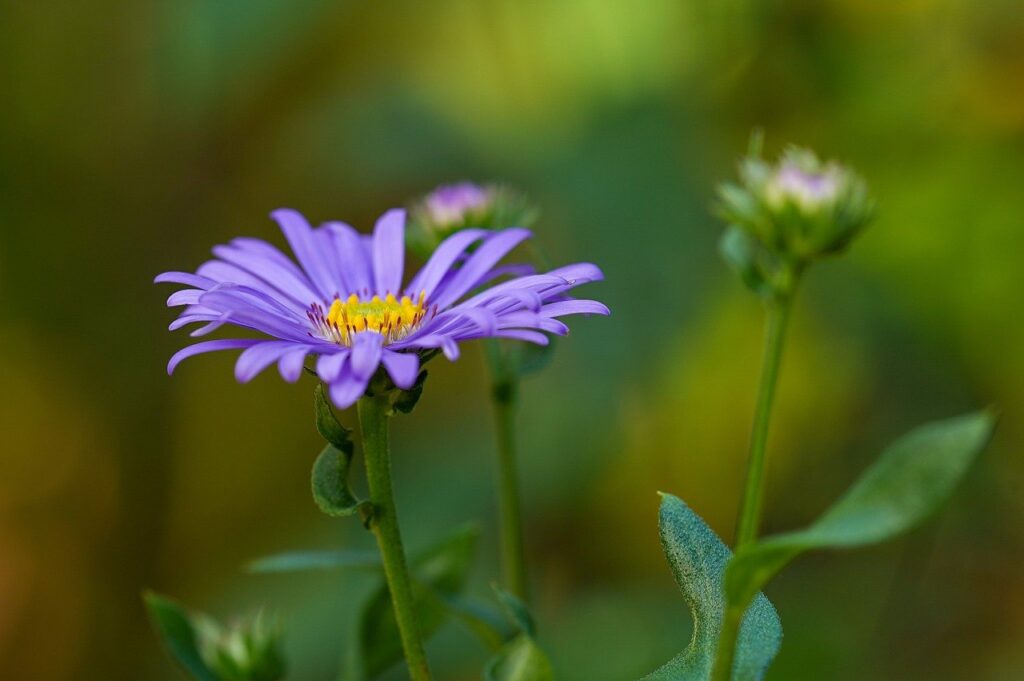 aster, flower, violet flower