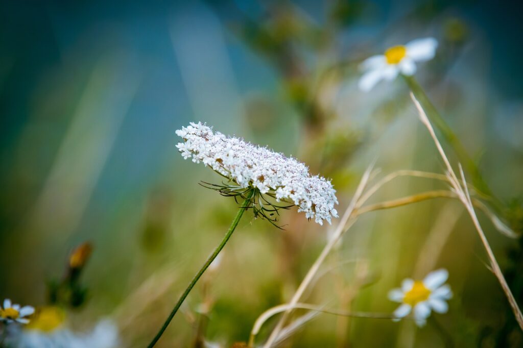 wild carrot, white, flowers