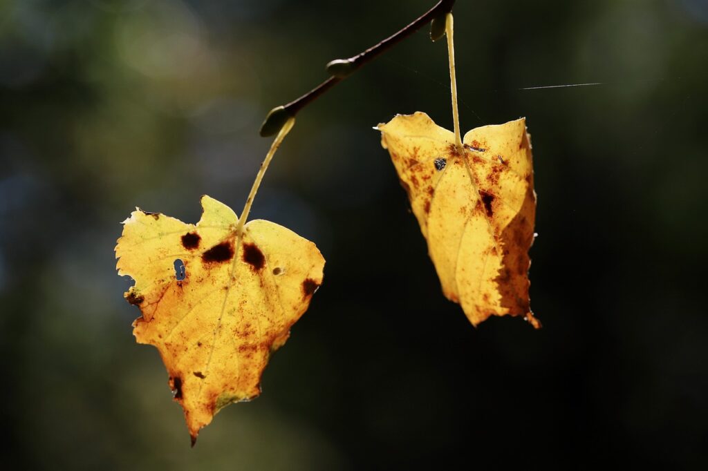 autumn leaves, yellow leaves, fall