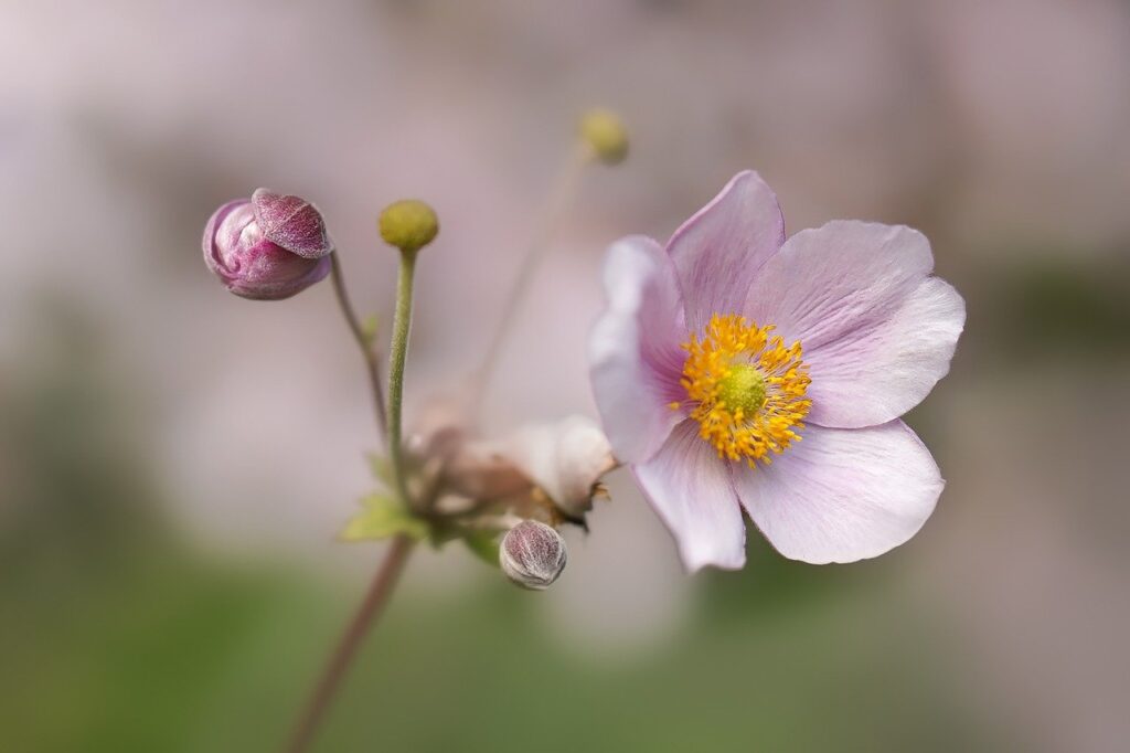 flower, anemone, bloom