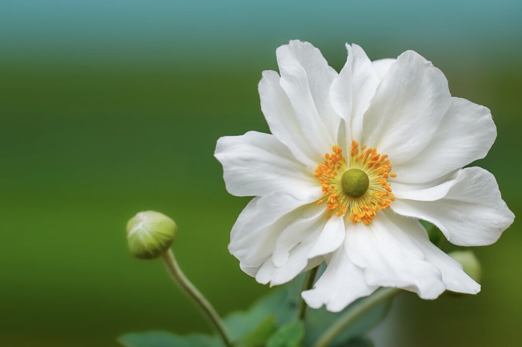 flower, anemone, botany