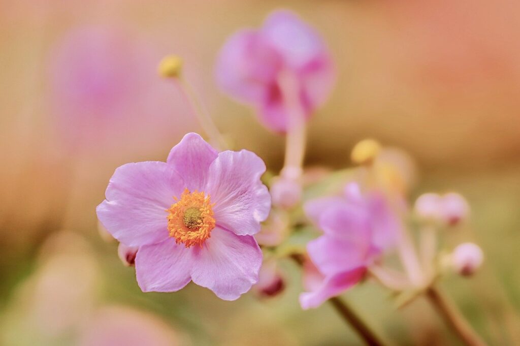 japanese anemone, pink flowers, garden