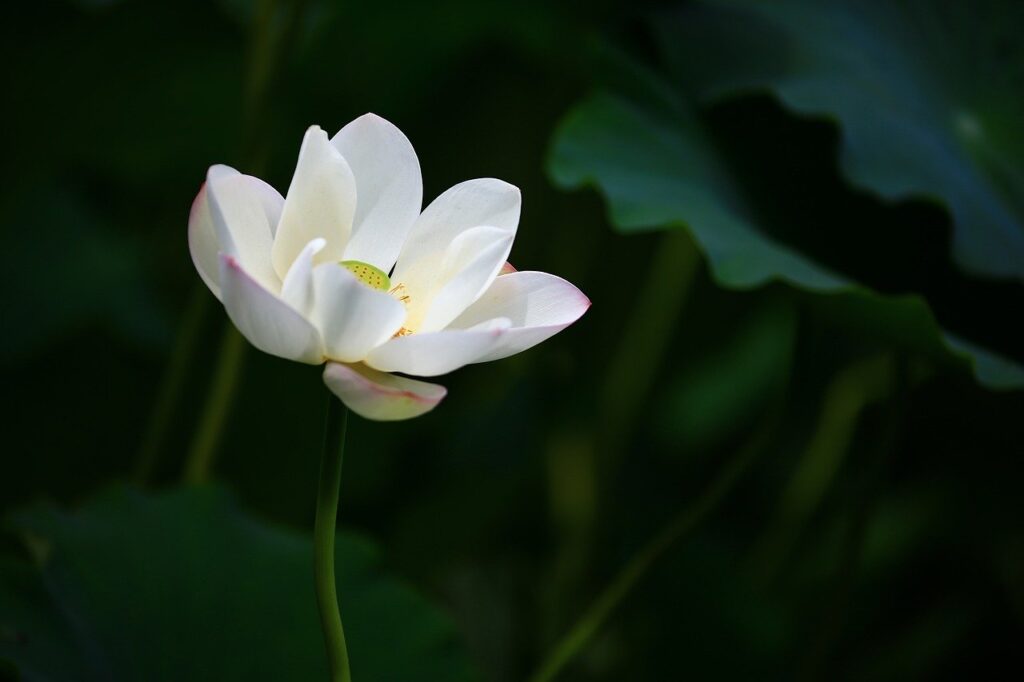 lotus, water lily, white flower