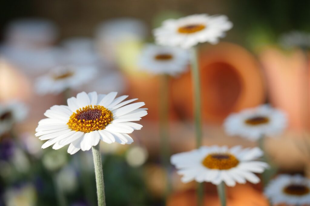 nature, daisies, daisy