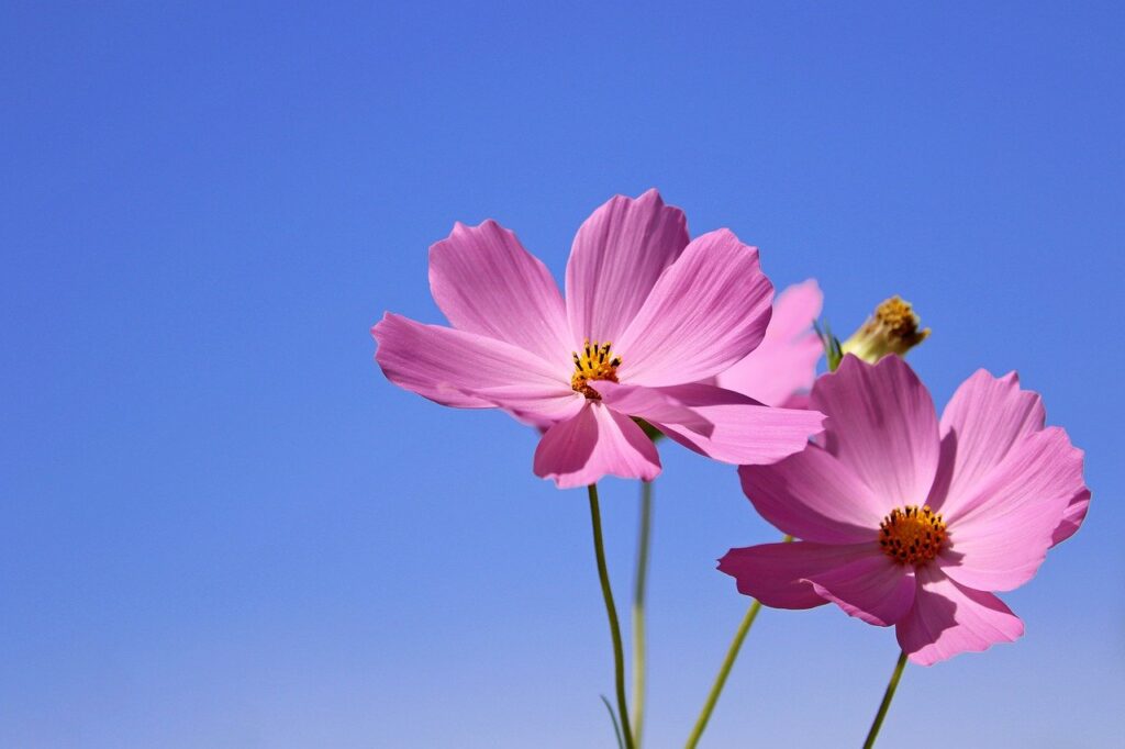 cosmos, flower, wildflower