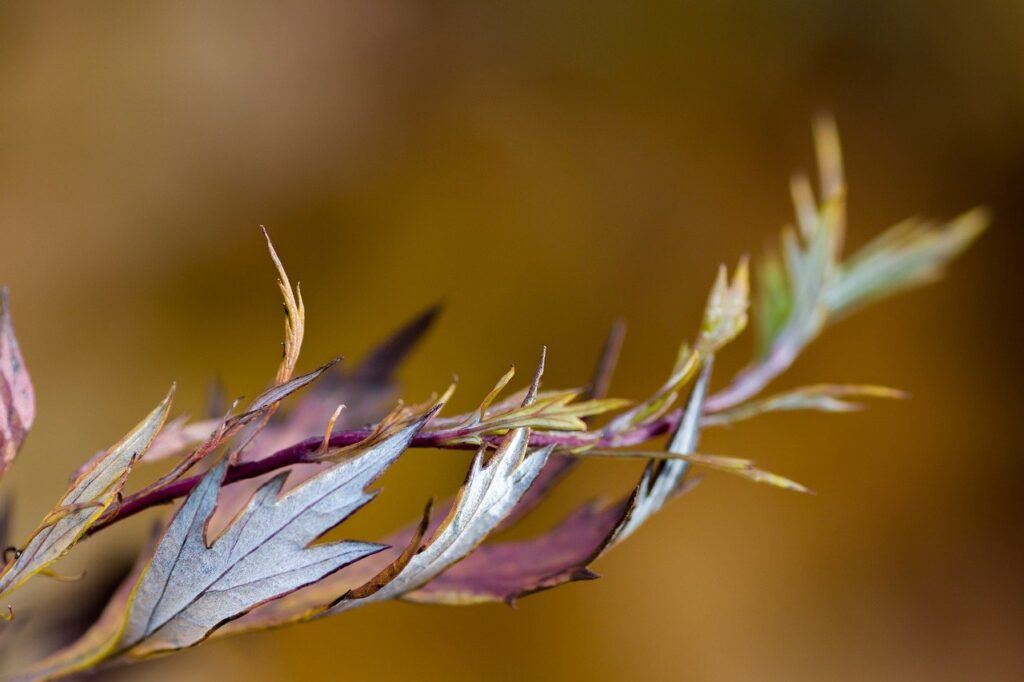 leaves, branch, fall