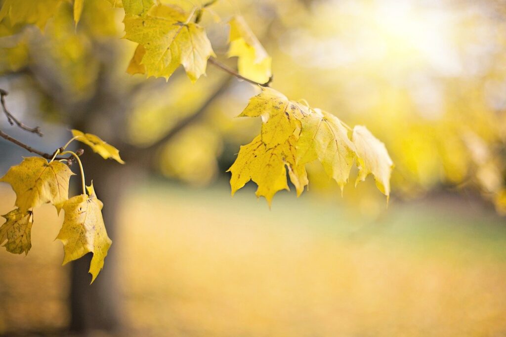 tree, leaves, autumn