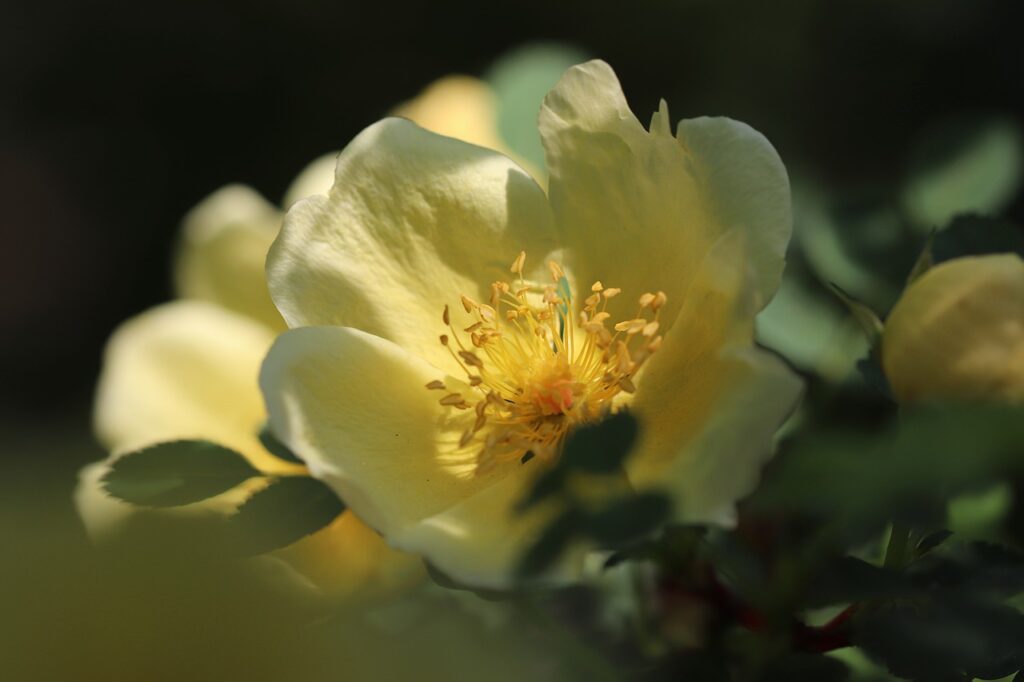 rose, gold yellow rose, rosa xanthina