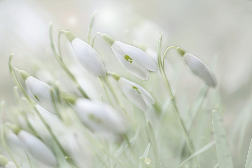 snowdrop, early bloomer, spring flower