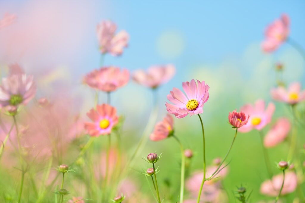 plant, flowers, natural