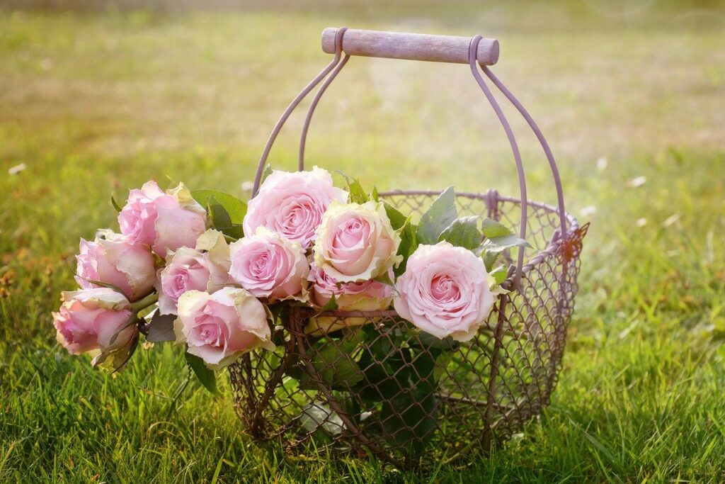 roses, flowers, basket