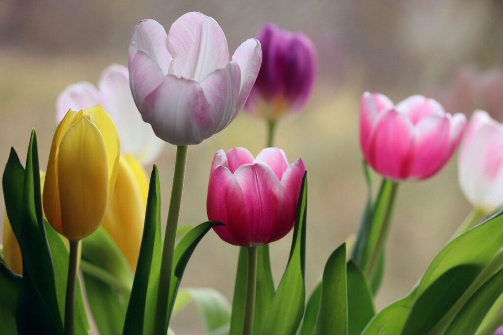 tulips, flower, plants