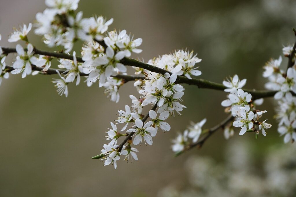 blooms, tree blossoms, spring