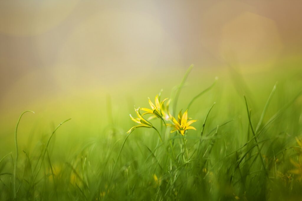 grass, field, nature