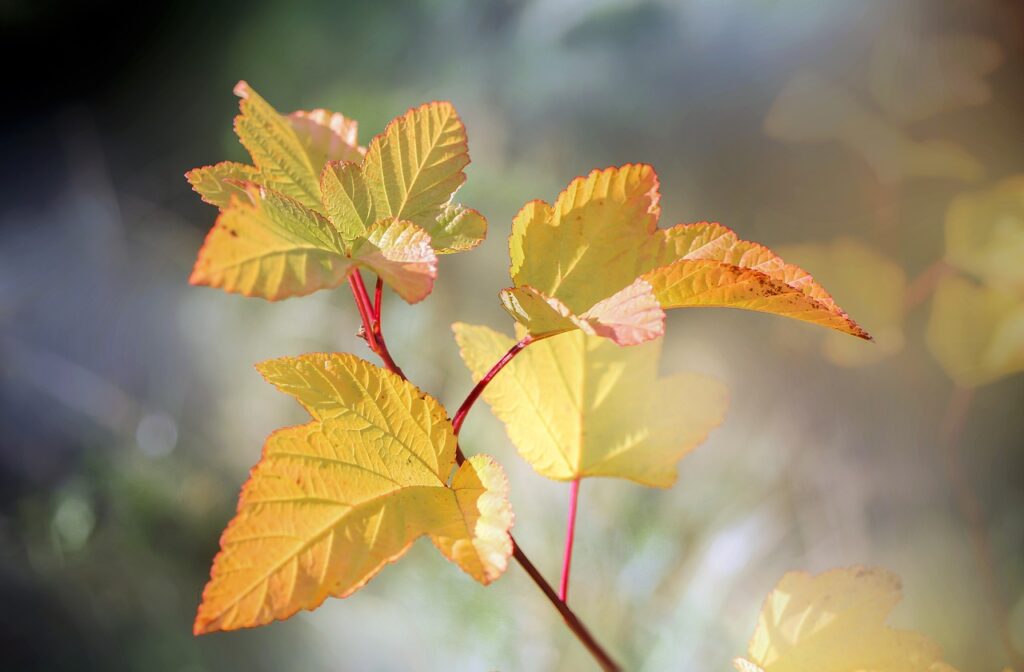 leaves, plant, garden