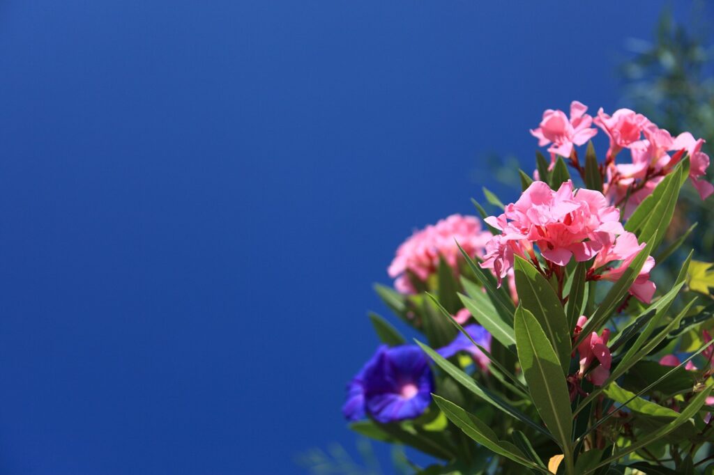 plant, flowers, oleander