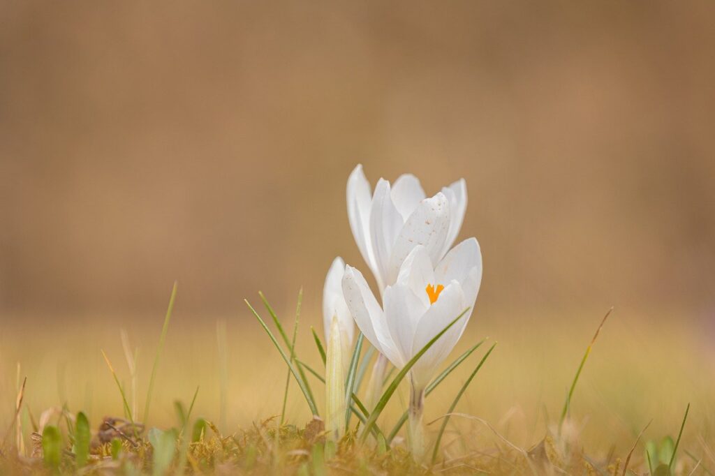 crocus, flowers, spring-7079550.jpg