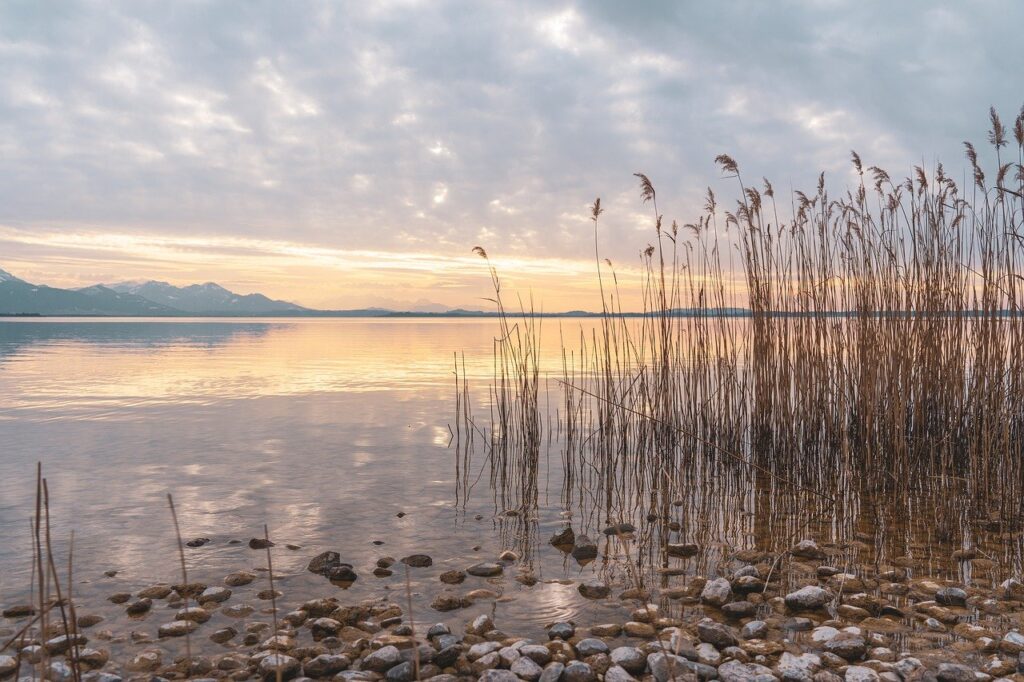 lake, riverbank, grasses-7080392.jpg