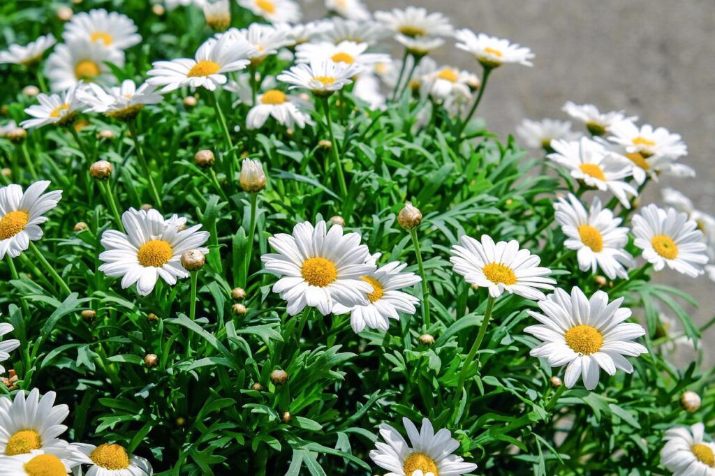 daisies, flowers, bloom-1373075.jpg