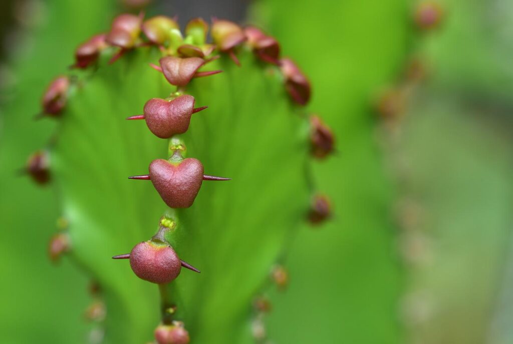 cactus, spur, heart-3521360.jpg