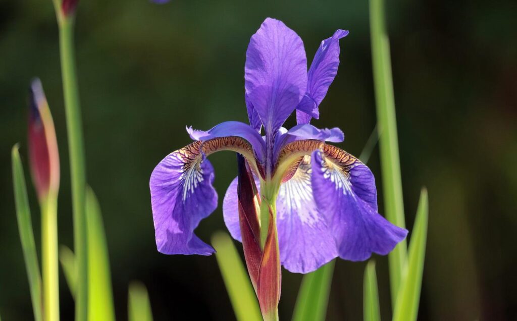 iris, garden, flower-2350988.jpg