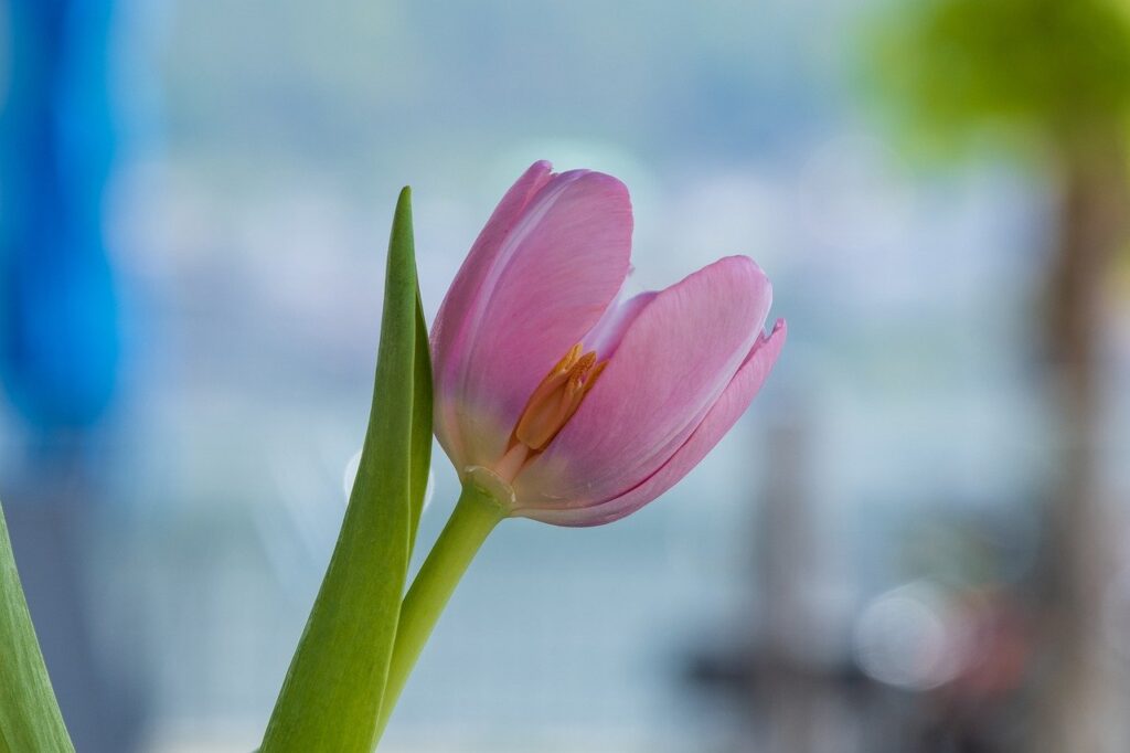 tulip, flower, pink-7179450.jpg