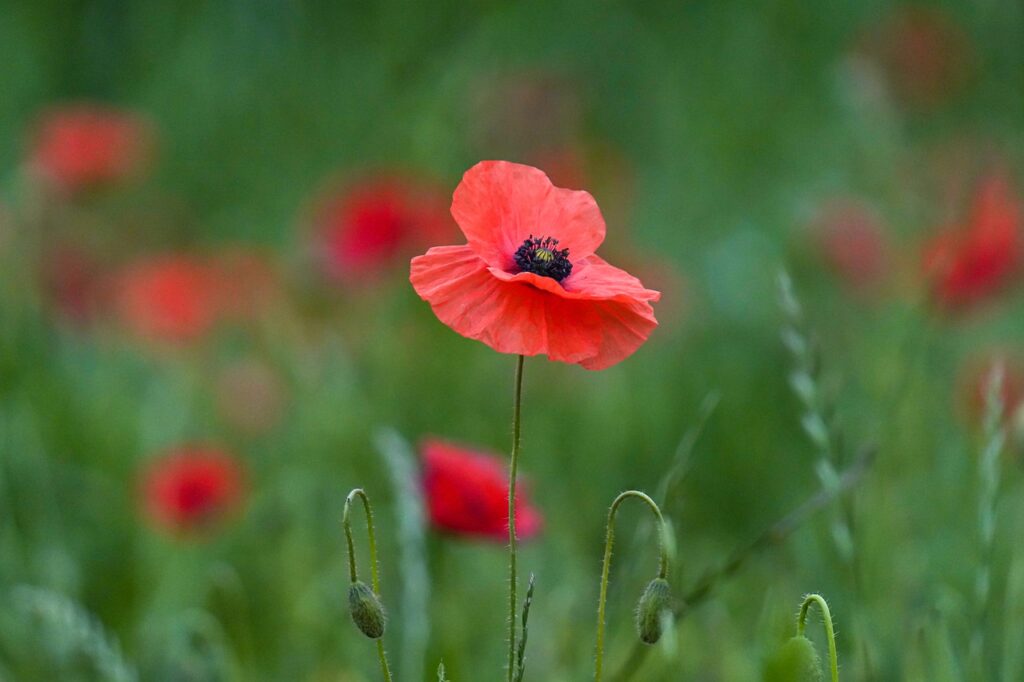 poppies, red poppies, red flowers-7229489.jpg
