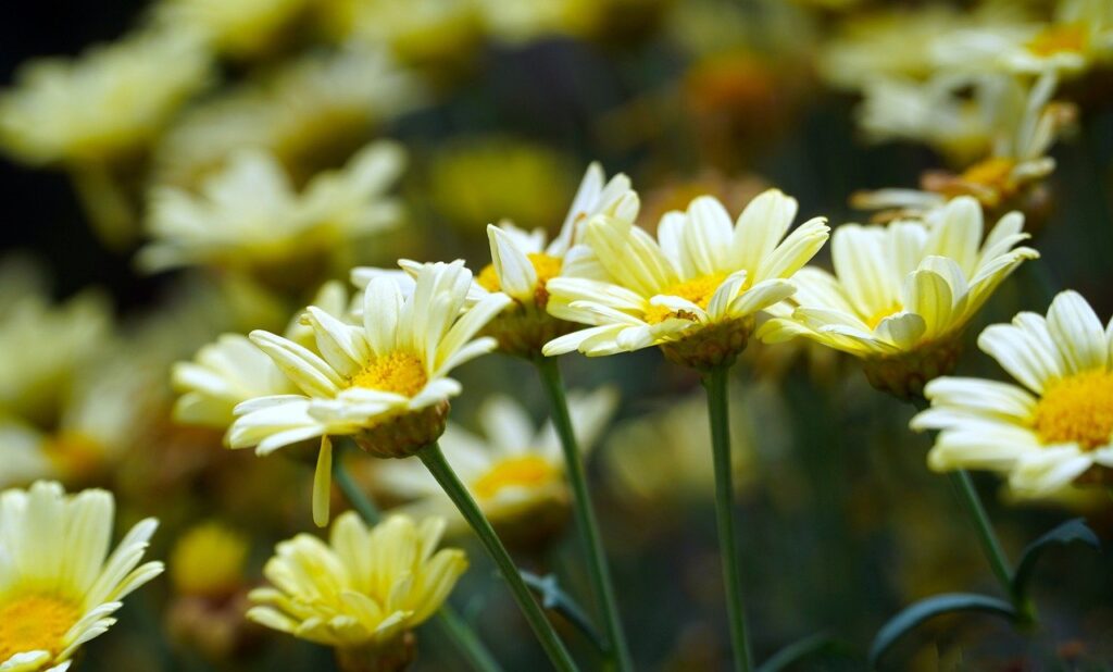 flower, blossom, bloom-7282349.jpg