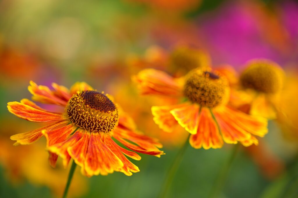 helenium, orange flowers, sneezeweeds-7325890.jpg