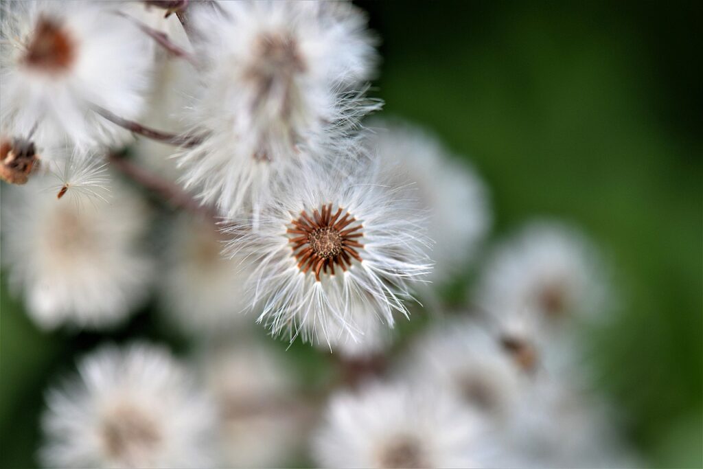 flying seeds, nature, plant-7402992.jpg