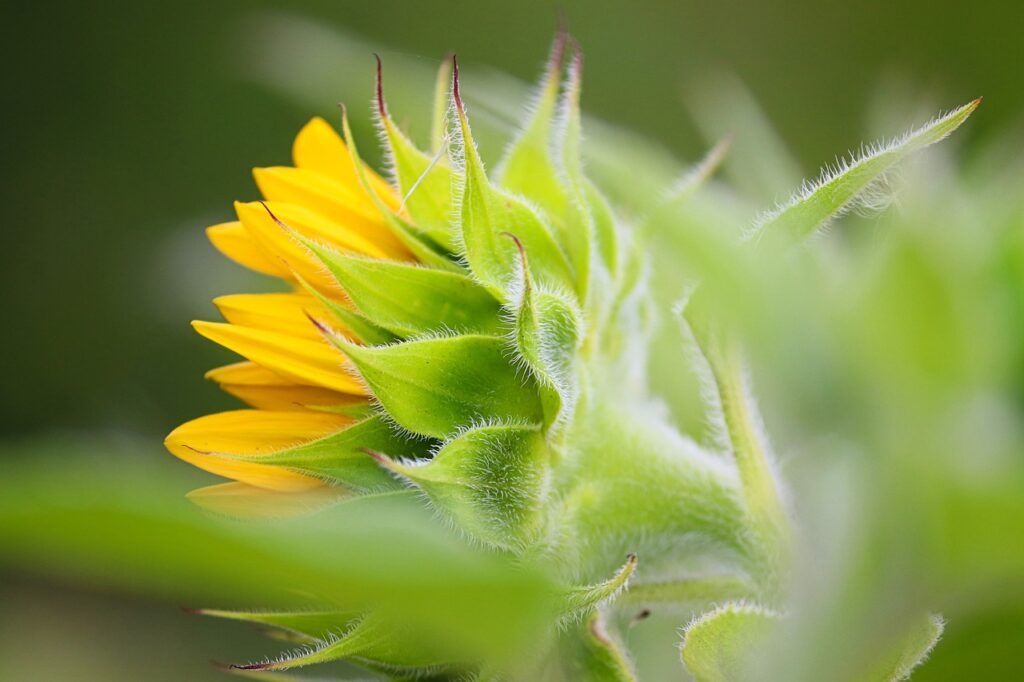 sunflower, flower, yellow flower-7363119.jpg