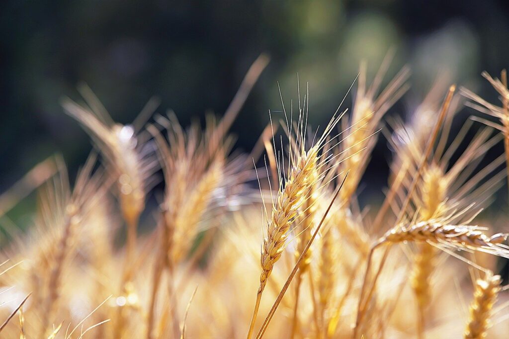 wheat, farming, spike-7364927.jpg