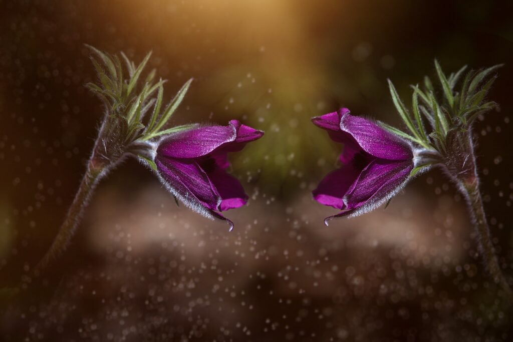 anemones, purple, violet-2447203.jpg