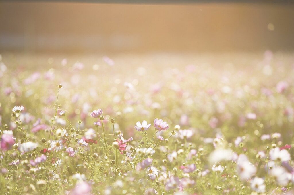 cosmos flowers, flowers, meadow-1138041.jpg