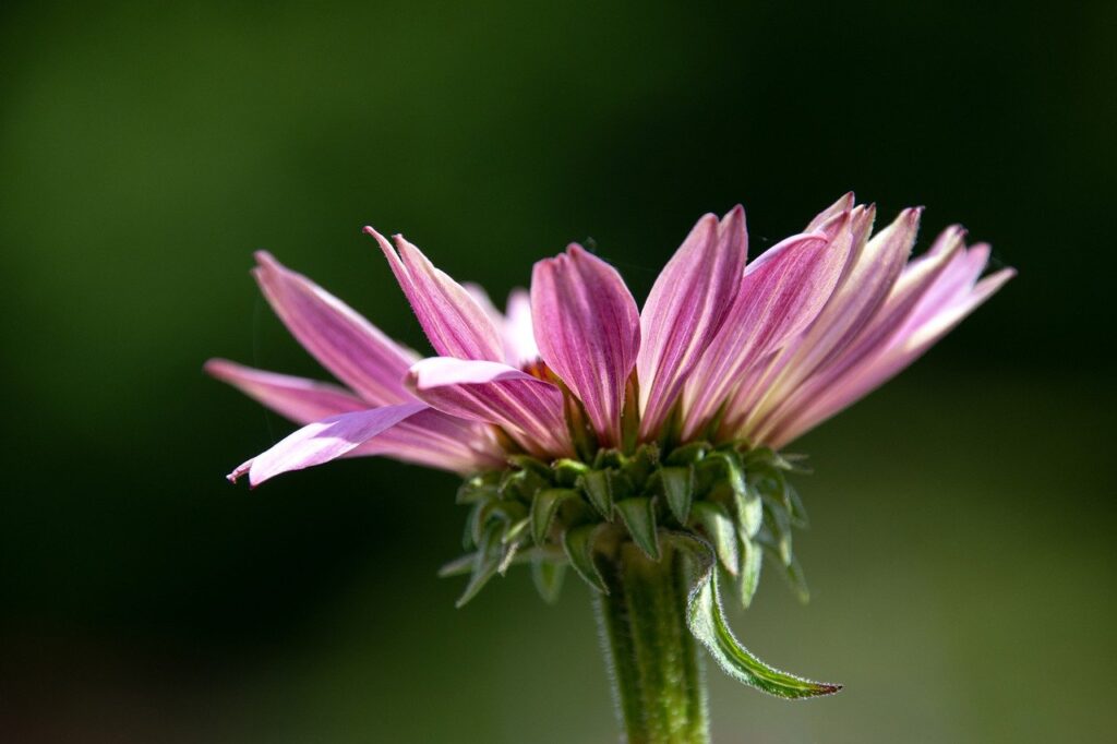 flower, plant, close-up flower-7441739.jpg