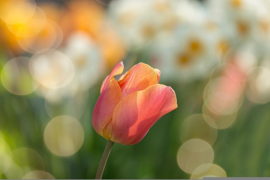 tulip, red, flower-2189317.jpg