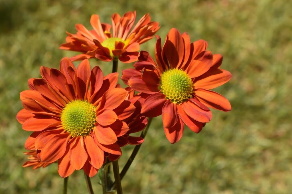 aster, flowers, orange flowers-7523235.jpg