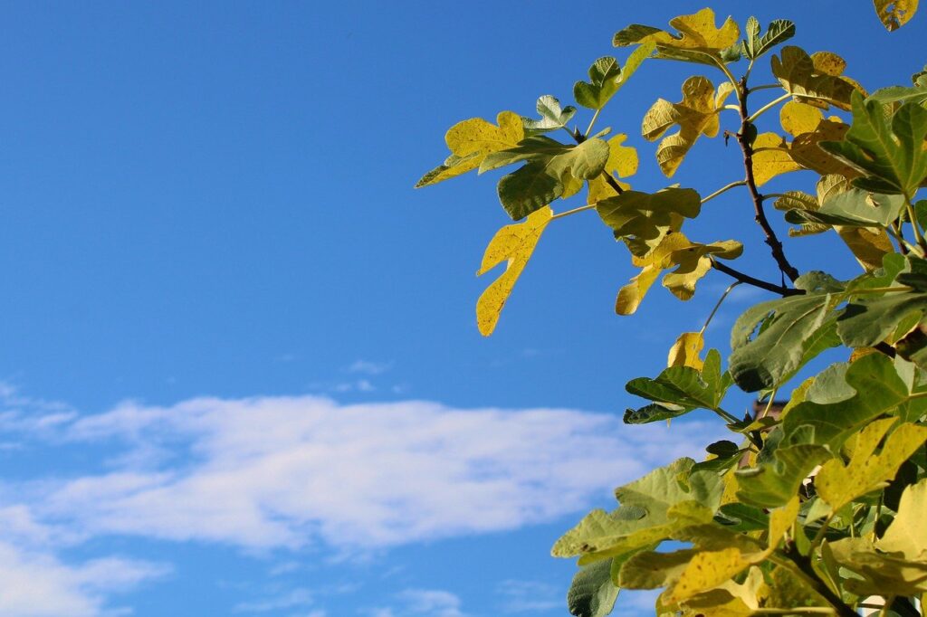 autumn leaves, fall season, clouds-7524704.jpg