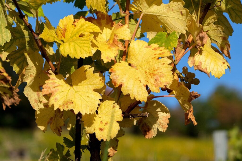 grapes, fall, autumn colors-7514222.jpg