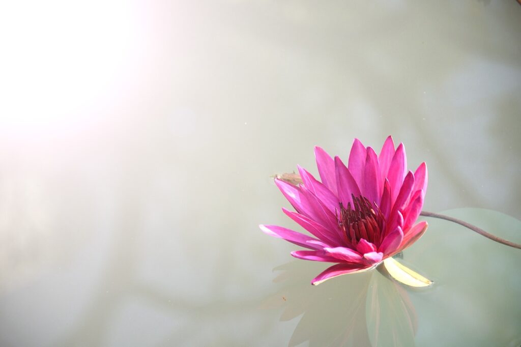 lotus, flower, pink-1839558.jpg