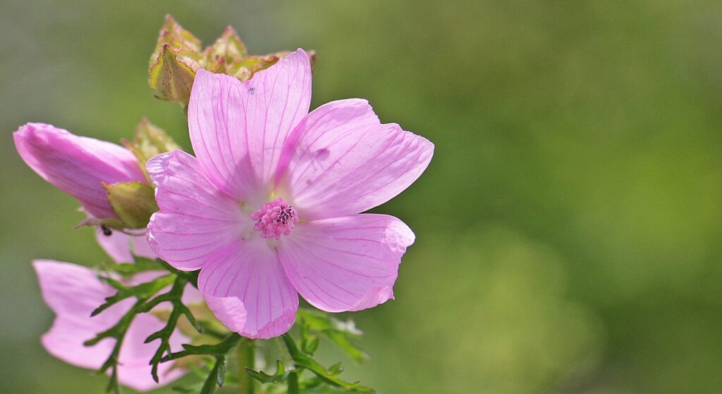 sigmars root, mallow, rose mallow-1468252.jpg