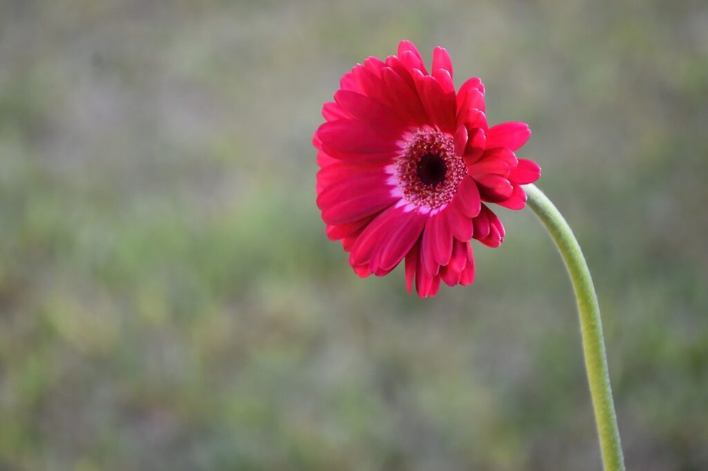 transvaal daisy, flower, plant-7520077.jpg