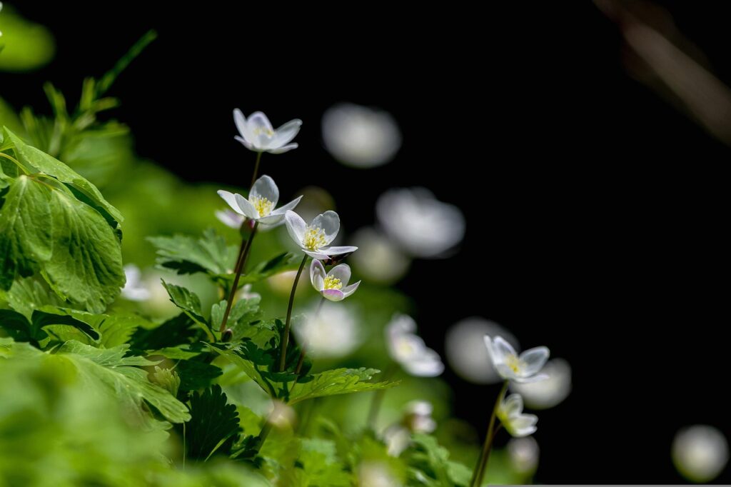 herringbone, flowers, plant-6203188.jpg