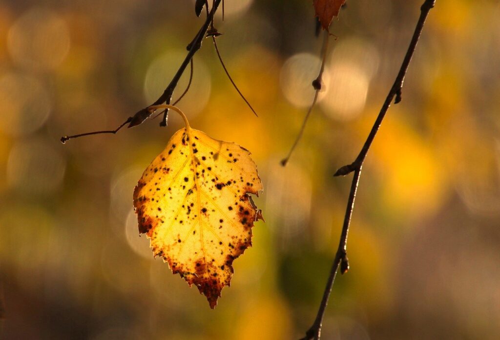 leaf, birch, autumn-7603173.jpg