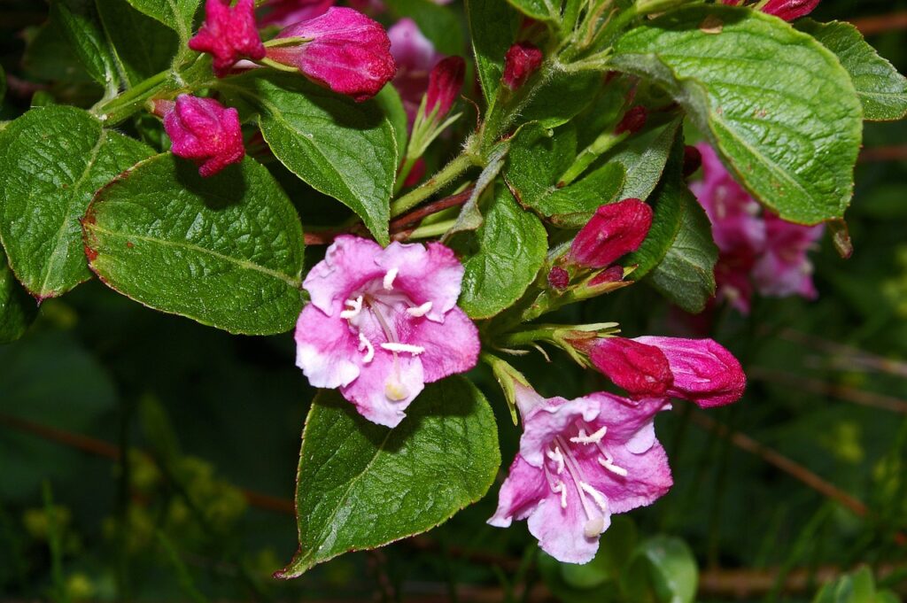 weigela, shrub, flowering shrub-1428813.jpg